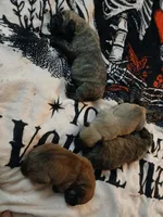 FAWN 1 m, a male Perro de Presa Canario for sale in Meshoppen, PA – Photo 1 of 2