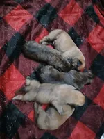 Fawn 3, a female Perro de Presa Canario for sale in Meshoppen, PA – Photo 1 of 2