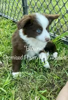 Brownie, a female Miniature Australian Shepherd for sale in Bennington, KS – 2 of 2