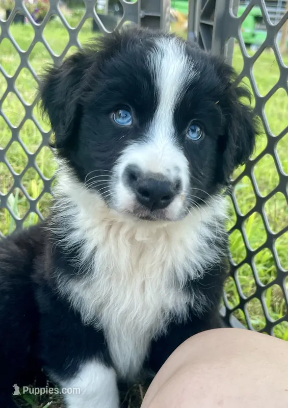 Hank – Miniature Australian Shepherd puppy for sale in Bennington, KS