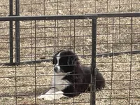 Lyla, a female Miniature Australian Shepherd for sale in Bennington, KS – Photo 2 of 3