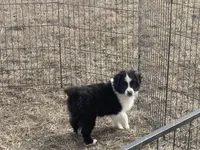 Lyla, a female Miniature Australian Shepherd for sale in Bennington, KS – Photo 3 of 3