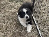 Lyla, a female Miniature Australian Shepherd for sale in Bennington, KS – Photo 1 of 3