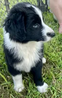 Hank, a male Miniature Australian Shepherd for sale in Bennington, KS – 3 of 3