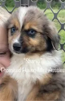 Shania, a female Miniature Australian Shepherd for sale in Bennington, KS – 4 of 5