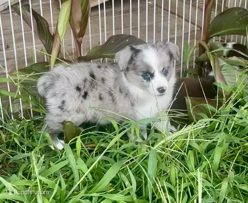 Princess – Miniature Australian Shepherd puppy for sale in Bennington, KS