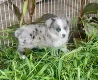 Princess, a female Miniature Australian Shepherd for sale in Bennington, KS – 1 of 2