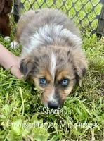 Shania, a female Miniature Australian Shepherd for sale in Bennington, KS – 5 of 5
