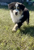 Ghost, a male Miniature Australian Shepherd for sale in Bennington, KS – 2 of 3