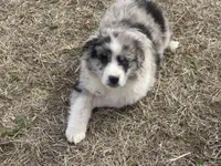 Ranger, a male Miniature Australian Shepherd for sale in Bennington, KS – Photo 2 of 8