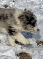 Ranger, a male Miniature Australian Shepherd for sale in Bennington, KS – Photo 7 of 8