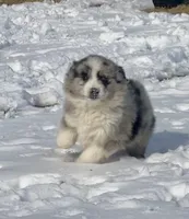 Ranger, a male Miniature Australian Shepherd for sale in Bennington, KS – Photo 4 of 8