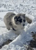 Ranger, a male Miniature Australian Shepherd for sale in Bennington, KS – Photo 6 of 8