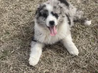 Ranger, a male Miniature Australian Shepherd for sale in Bennington, KS – Photo 1 of 8