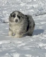 Ranger, a male Miniature Australian Shepherd for sale in Bennington, KS – Photo 5 of 8