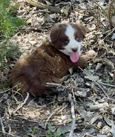 Pickles, a male Miniature Australian Shepherd for sale in Bennington, KS – Photo 2 of 4