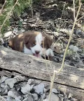 Pickles, a male Miniature Australian Shepherd for sale in Bennington, KS – Photo 3 of 4