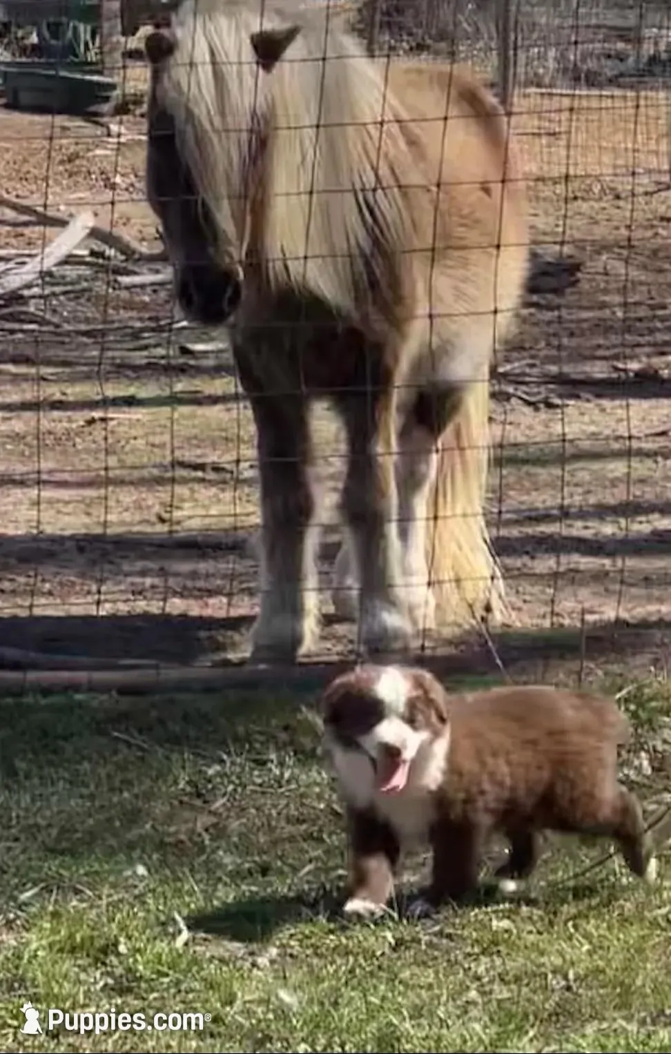 Pickles – Miniature Australian Shepherd puppy for sale in Bennington, KS