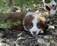 Pickles, a male Miniature Australian Shepherd for sale in Bennington, KS – Photo 1 of 4