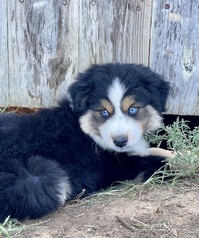 Ghost – Miniature Australian Shepherd puppy for sale in Bennington, KS