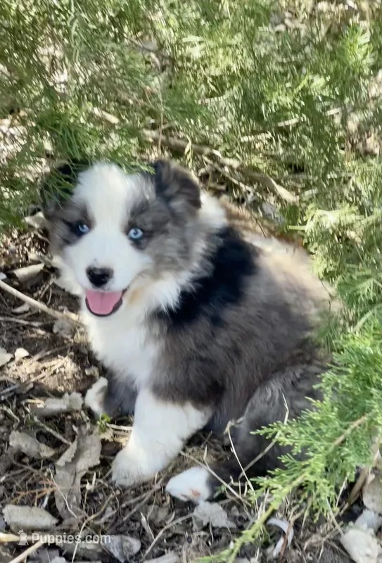 Sitka – Miniature Australian Shepherd puppy for sale in Bennington, KS