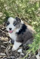 Sitka, a male Miniature Australian Shepherd for sale in Bennington, KS – Photo 1 of 3