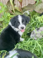 Maeve, a female Miniature Australian Shepherd for sale in Bennington, KS – 2 of 3