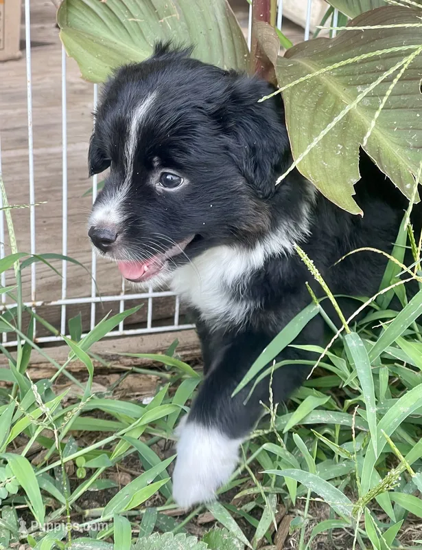 Shadow – Miniature Australian Shepherd puppy for sale in Bennington, KS