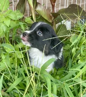 Shadow, a male Miniature Australian Shepherd for sale in Bennington, KS – 2 of 2