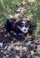 Blaze, a male Miniature Australian Shepherd for sale in Bennington, KS – Photo 2 of 4