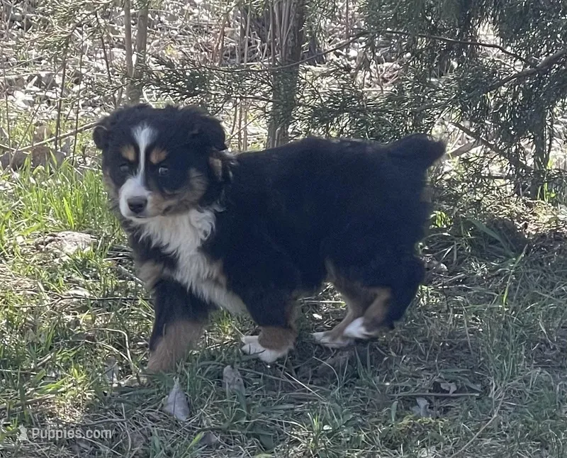 Blaze – Miniature Australian Shepherd puppy for sale in Bennington, KS
