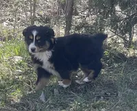 Blaze, a male Miniature Australian Shepherd for sale in Bennington, KS – Photo 1 of 4