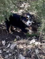 Blaze, a male Miniature Australian Shepherd for sale in Bennington, KS – Photo 3 of 4