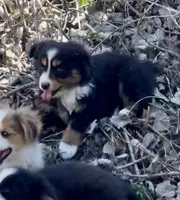 Blaze, a male Miniature Australian Shepherd for sale in Bennington, KS – Photo 4 of 4