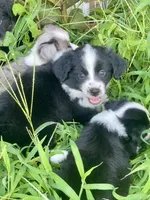 Maeve, a female Miniature Australian Shepherd for sale in Bennington, KS – 3 of 3