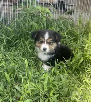 Clara Belle, a male Miniature Australian Shepherd for sale in Bennington, KS – 2 of 2