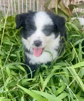 Tinker Belle , a female Miniature Australian Shepherd for sale in Bennington, KS – 2 of 2