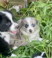 Princess, a female Miniature Australian Shepherd for sale in Bennington, KS – 2 of 2