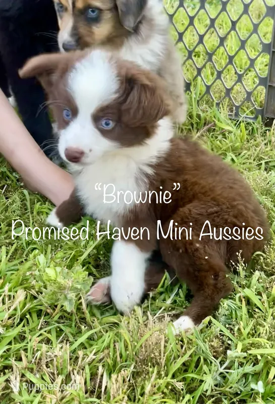 Brownie – Miniature Australian Shepherd puppy for sale in Bennington, KS