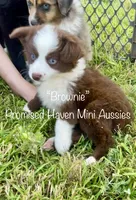 Brownie, a female Miniature Australian Shepherd for sale in Bennington, KS – 1 of 2