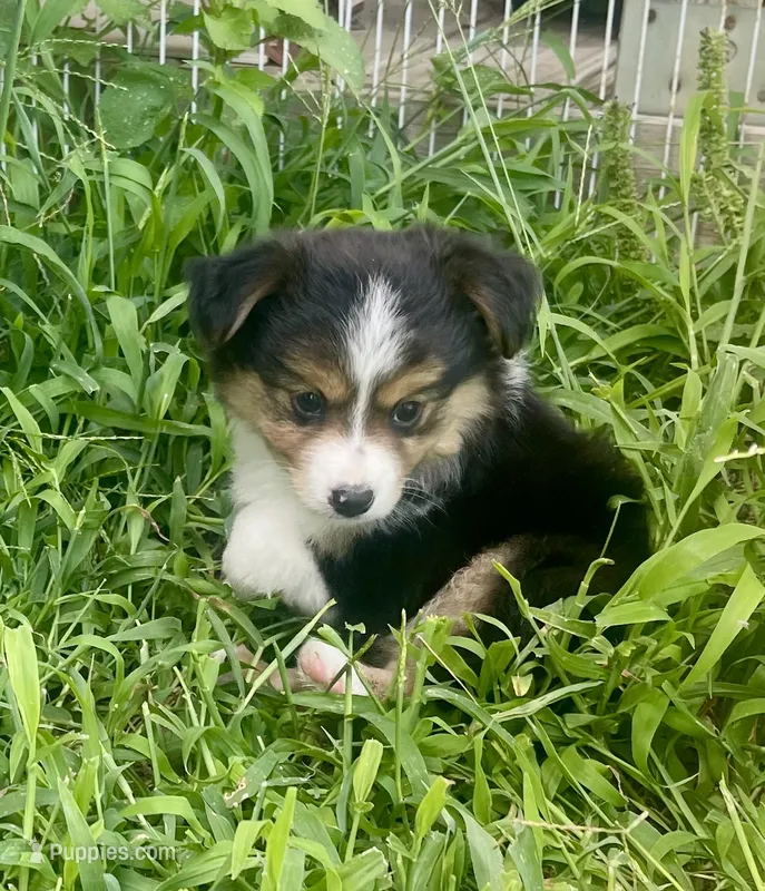 Clara Belle – Miniature Australian Shepherd puppy for sale in Bennington, KS