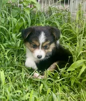 Clara Belle, a male Miniature Australian Shepherd for sale in Bennington, KS – 1 of 2