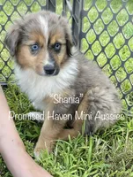 Shania, a female Miniature Australian Shepherd for sale in Bennington, KS – 2 of 5