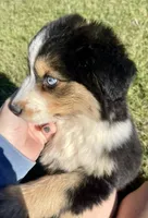 Ghost, a male Miniature Australian Shepherd for sale in Bennington, KS – 3 of 3