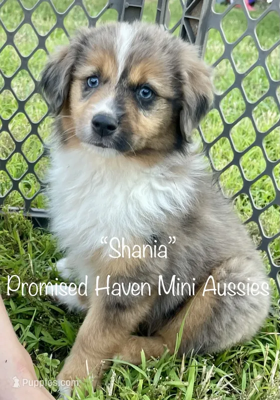 Shania – Miniature Australian Shepherd puppy for sale in Bennington, KS