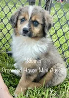 Shania, a female Miniature Australian Shepherd for sale in Bennington, KS – 1 of 5