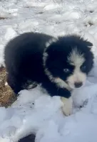 Maverick , a male Miniature Australian Shepherd for sale in Bennington, KS – Photo 5 of 8