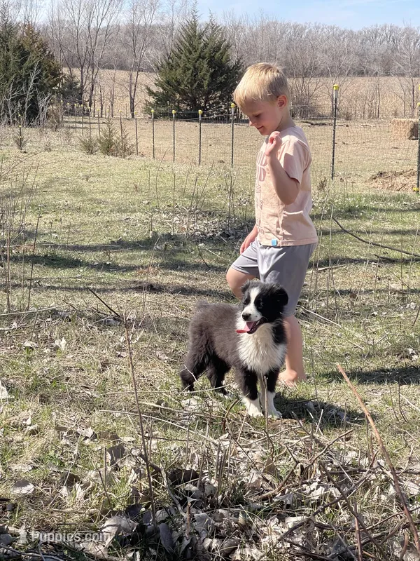 Maverick  – Miniature Australian Shepherd puppy for sale in Bennington, KS
