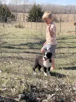 Maverick , a male Miniature Australian Shepherd for sale in Bennington, KS – Photo 1 of 8