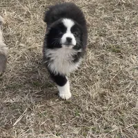 Maverick , a male Miniature Australian Shepherd for sale in Bennington, KS – Photo 8 of 8